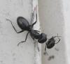 Camponotus vagus